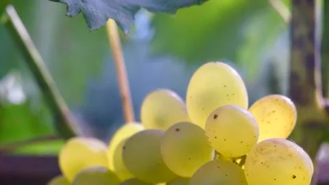 Close up grapevine in garden, selective focus with blur background. Stock Photos