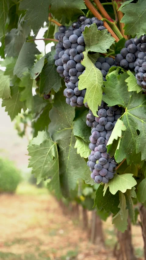 Close up of a grapevine with grape bunches at La Rioja vineyards on a windy suns Stock Footage 284078183