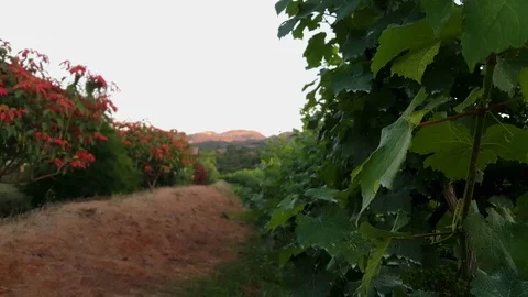 Close up of grapevine leaves in Red Mountain Estate Vineyard, distant mountains Stock Footage