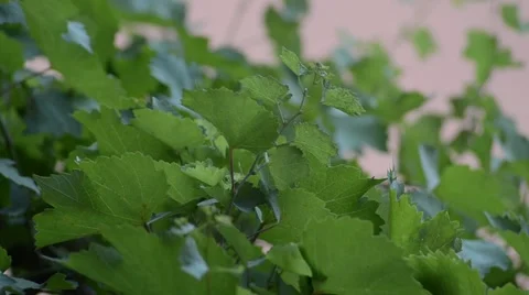 Close up of Grapevine Leaves in Summer Breeze - Archival 2012 Vineyard Detail Stock Footage 11322143