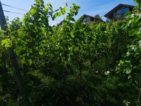Close-Up Grapevine Rows in Summer Vineyard, Wine Country Agriculture, Switzerlan Foto stock