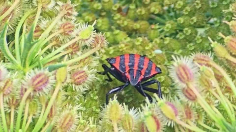 Close-Up of Graphosoma Italicum Bug on Flower Stock Footage 316723023