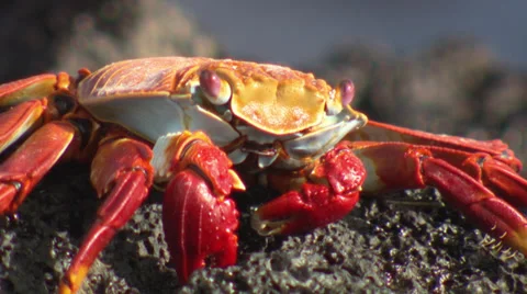 Close up of a Grapsus Grapsus crab sitting on a rock near the sea. Stock Footage 39482097