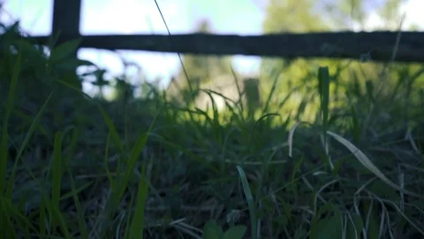 From close up gras to farm movement Stock Footage 112777914