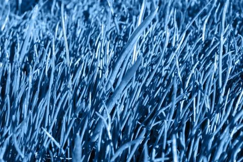 Close-up of grass. Abstract blue background. The basis for the postcard. Stock Photos