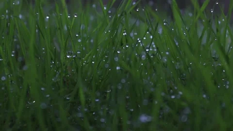 Close-up of grass after rain. Stock Footage 151713437