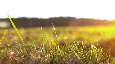 Close Up Of Grass in Afternoon Light Stock Footage 115532069