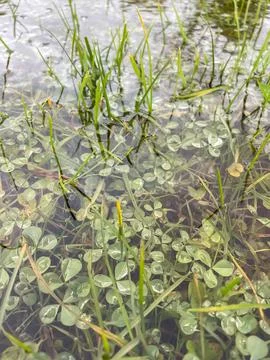 Close-up of grass almost completely submerged in water on flooded meadow Stock Photos
