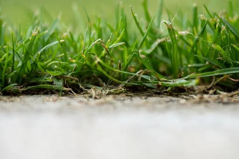 Close-Up of Grass and Concrete Surface Stock Photos