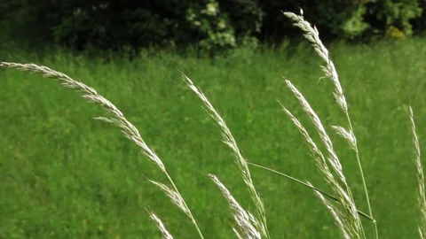 Close up grass and old castle in garden sky beautiful view history architecture Stock Footage 98154052