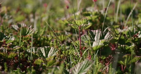 Close-up of grass and other things. View from the ground. Video stock 165626795