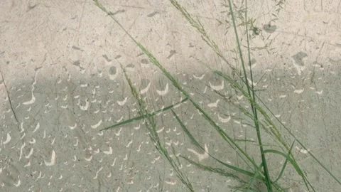 Close-up grass and shadow swawing by the wind on the beige concrete wall. Stock Footage 293773949