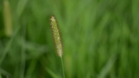 Close up of Grass and Spikes, Steady Frame Video stock 86740970