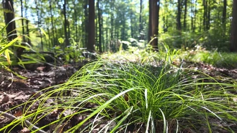 Close-Up of Grass and Vegetation Growing on Forest Floor with Tall Trees Stock Footage 288087388