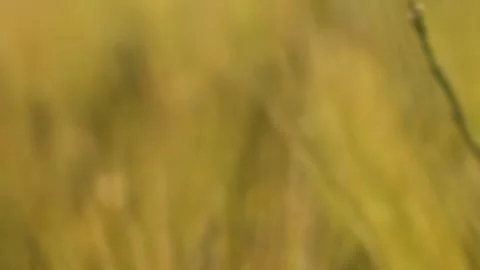 Close-up of grass and wheat stalks moving in the wind, nature background in 4k. Video stock 317465978