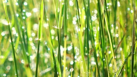 Close-up grass background. Field of long green grass sway in the breeze with dew Stock Footage 74169535