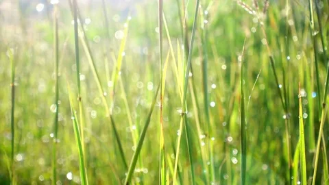 Close-up grass background. Field of long green grass sway in the breeze with dew Stock Footage 74182962