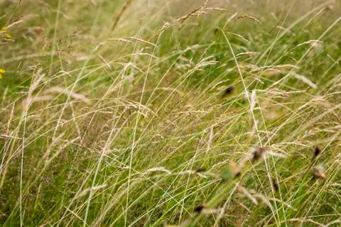 Close up of grass for backgrounds Stock Photos