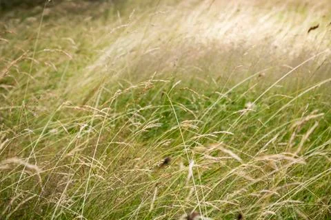 Close up of grass for backgrounds Stock Photos