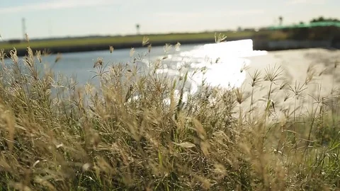 Close up of grass with beach in background Stock Footage 72106468