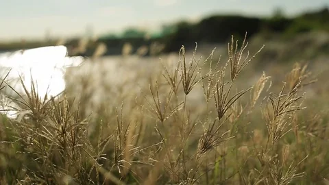Close up of grass with beach in background Stock Footage 72106570