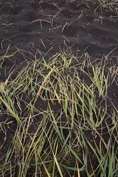 Close up grass on black ground concept photo Stock Photos