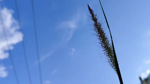 Close-Up of Grass Blade Against a Clear Blue Sky on a Sunny Day Stock Footage 309842574