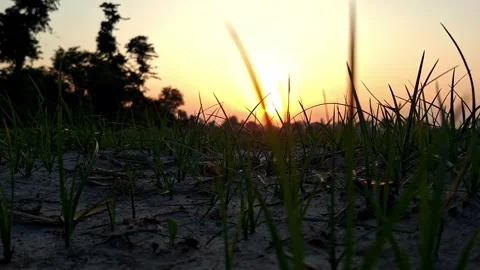 Close Up Of Grass Blades Against Sunset Vídeo Stock 334697298