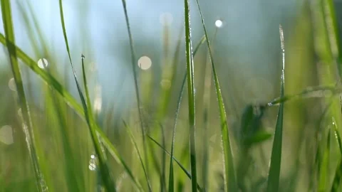 Close-up of grass blades covered with dew, glistening in the morning sunlight Stock Footage 280431636