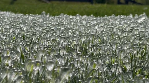 Close-up of grass blades encased in ice, sparkling in the sunlight Stock Footage 335620577