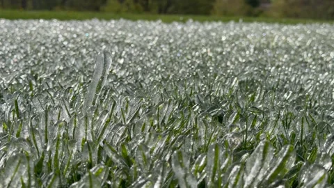 Close-up of grass blades encased in ice, sparkling in the sunlight Stock Footage 335620607