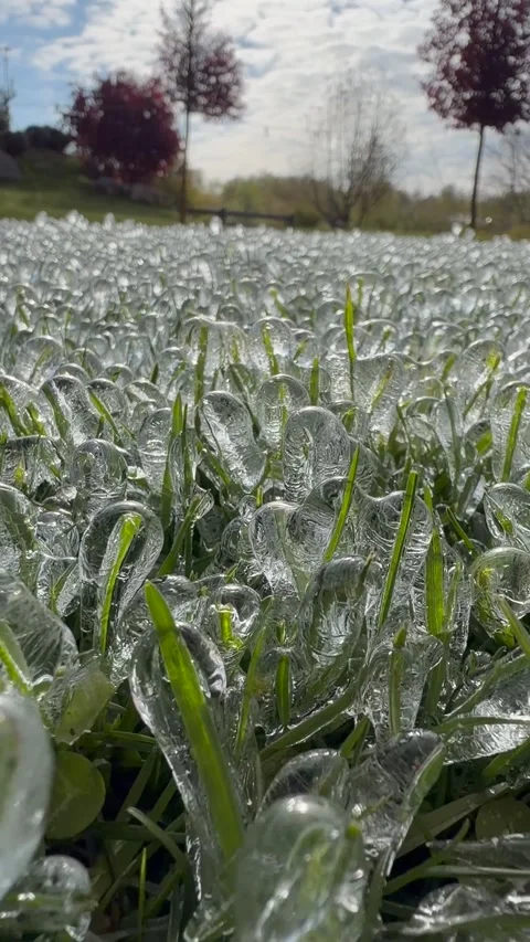 Close-up of grass blades encased in ice after a winter storm Stock Footage 335620703