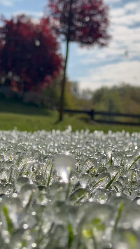 Close-up of grass blades encased in sparkling ice after a spring frost Stock Footage 335620712