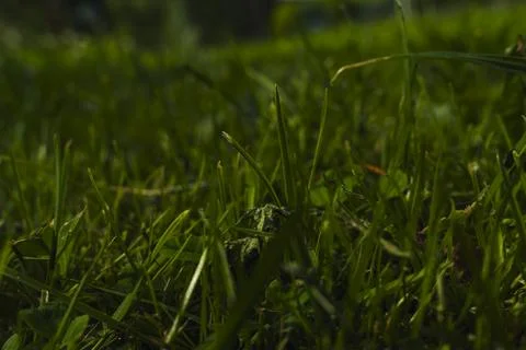 Close-up of grass blades in a field Stock Photos