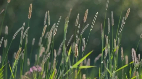 Close up grass blades. Stock-Footage 76985725