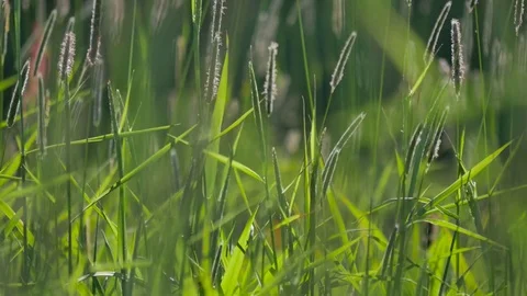 Close up grass blades. Vidéo 76985770