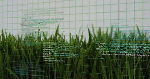Close-up grass blades merging with floating code in blended background, grid 库存照片