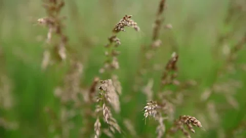 Close Up Grass Blades Moving in the Wind, Summer Meadow Видео 337038098