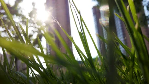 Close-Up Grass Blades Swaying in Bright Sunlight Near City Buildings Video stock 341962478