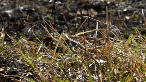 Close-up of grass blades swaying in wind with dark blurred background Stock Footage 330734647