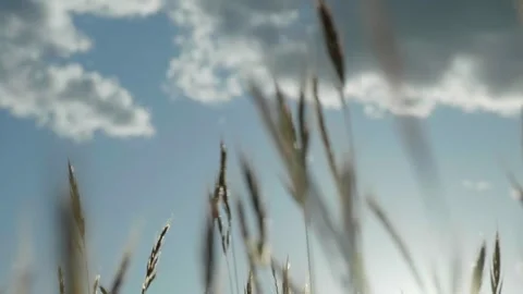 Close up of grass blowing in the wind Stock Footage 260367388
