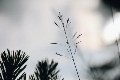 Close-up of grass with blurred background Stock Photos