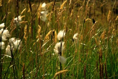 Close up of grass in the breeze Stock Photos