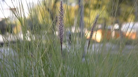 Close up grass bush with a spikelet. yellow river reeds close up 動画素材 102203844