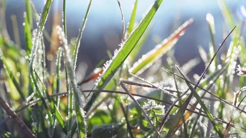 Close-up of grass covered in frost. 库存影片 337759623