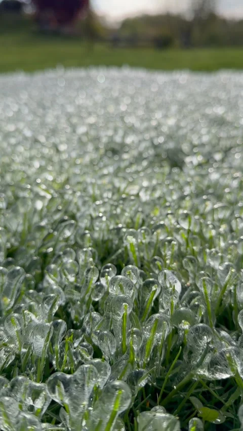 Close-up of grass covered in ice droplets after a cold snap Stock Footage 335620631