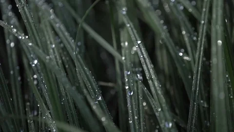 Close-up of grass covered with water drops. Slow motion Stock Footage 129767257