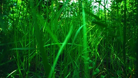 Close-up of grass crossing through meadow grass Stock Footage 259692107