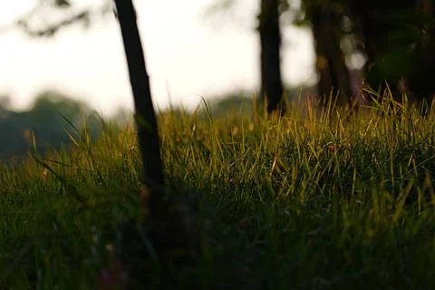 Close-up of grass cut by the sun Fotos de archivo