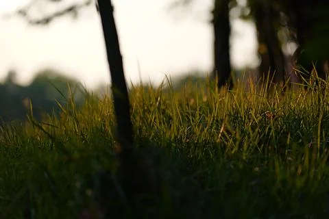 Close-up of grass cut by the sun Fotos de archivo